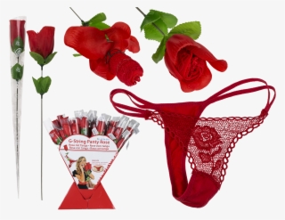 Rose With Red G-string - Hybrid Tea Rose