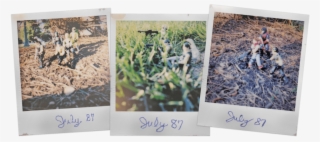 Polaroids - Grass