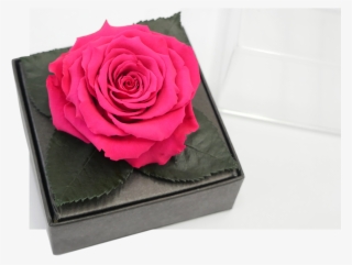 Preserved Flowers Jet Fresh Flower Distributors - Garden Roses