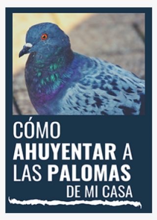 ¿como Ahuyentar Las Palomas De Mi Casa - Pigeons And Doves