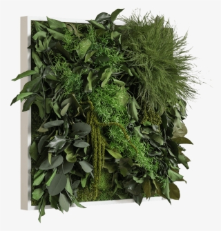 Jungle Picture 55 X 55 Cm With Plants No Maintenance - Grass