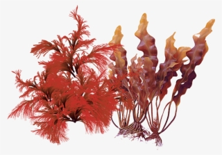 Products Containing This Ingredient - Aquarium Decor