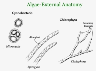 Algae - Diagram