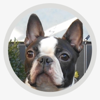 Kelly - Boston Terrier