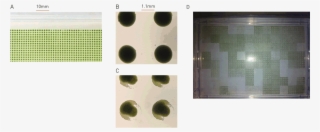 Agar To Agar Transfer At 6144 Density - Chlorophyta