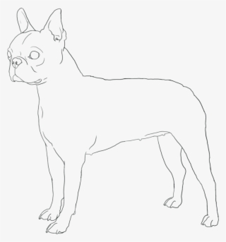 Coloring Boston Terrier Coloring Pages Free Also Boston - Terrier