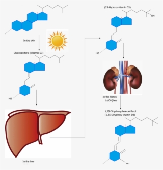 Schematic Overview Of The Metabolism Of Vitamin D - Diagram