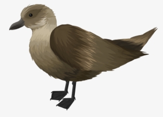 A Ragged Looking Old Bird Always Seemed To Be Within - Seabird