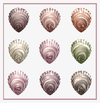 Sea Shells Png - Shell