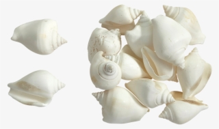 Elephant Garlic