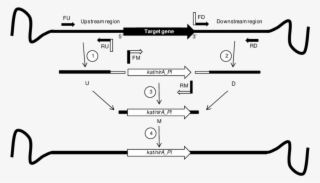 Small Arrows Indicate Primers - Diagram
