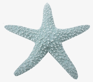 Фото, Автор Arana На Яндекс - Estrella Del Mar Png