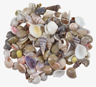 Indian Mix Assorted Craft Seashells Tiny Up To - Shell