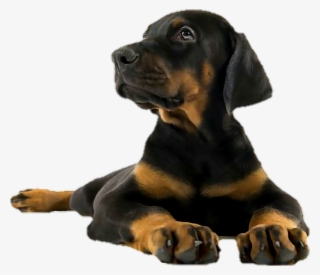 Doberman Sticker - Doberman Cub
