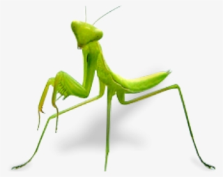 Praying Mantis
