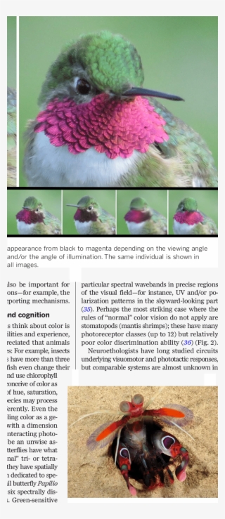 Multispectral Vision In The Mantis Shrimp - Daisy
