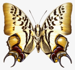 Free Png Real Butterfly Png Images Transparent - Butterfly In Brown Color Vector