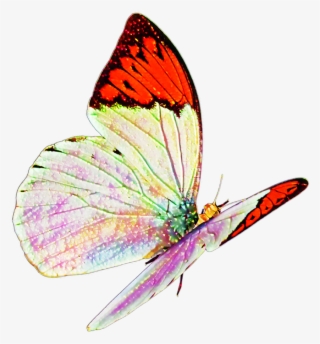 Butterfly Real Nature Flying Sticker Mislen Png Flying
