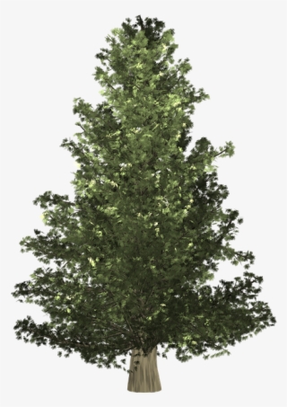 Abeto De Navidad Png