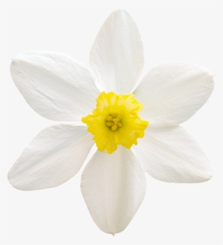 Vegetation Daffodil 01 - Rain Lily