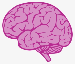 Brain Vector - Human Brain Drawing Easy