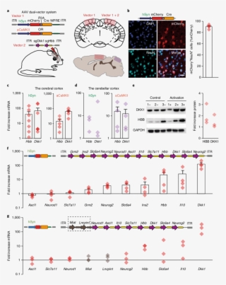 Complex Transcriptional Activation In The Intact Brain - Diagram