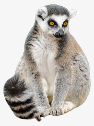 Lemur Catta White Background
