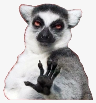 Calm The Fuck Down