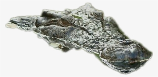 Report Abuse - American Alligator