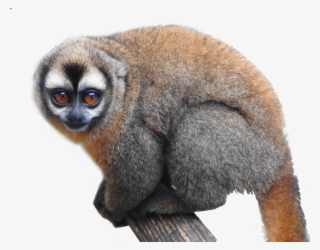 Species Fact File - Mono Nocturno