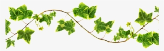 Vine Clipart Transparent Background - Vines Transparent