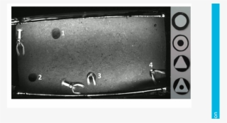 A Frame Of The Videos Used To Film The Behavioural - Monochrome