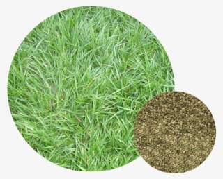 Grama Batatais - Gifs Animados De Gramas