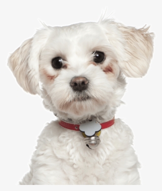 Maltese Cross Breeds - Tube Chien Habillé Png Pour Creation