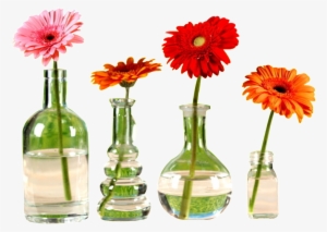 This Graphics Is Beautiful Flower Arrangement Png Chrysanthemum - Barberton Daisy