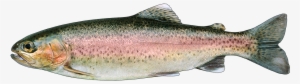 Rainbow Trout Png - Rainbow Trout