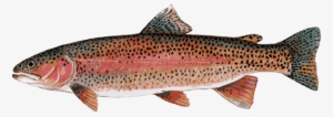 Great Clip Art Of Freshwater Fish - Rainbow Trout Clipart Png