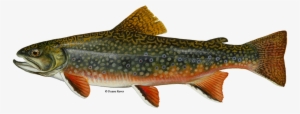 Brook Trout