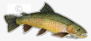 Wildlife Art - Trout Drawing Png