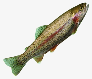 Png Trout