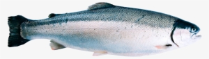 Fjord Trout