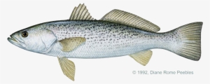 Sciaenidae Family - Weakfish Vs Sea Trout