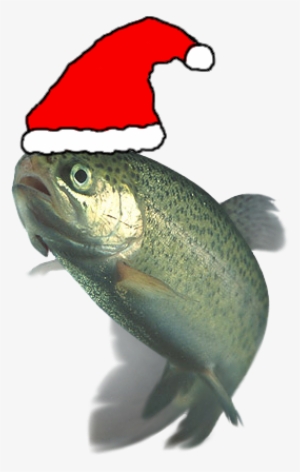 Christmas Festive Trout - Domesticated Trout: How To Breed And Grow Them