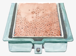 Art For Wild Fish Conservancy Animated Psa - Insect