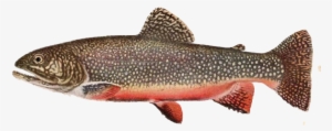 Brook Trout