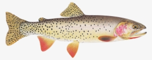 Sign Up For Season - Cutthroat Trout