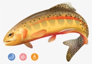 Trout - Golden Trout
