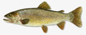 Snake River Cutthroat Illustration - Cutthroat Trout