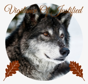 668152 Photo Of Wolf Face - Beautiful Grey Wolf Pillow Case