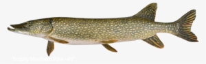 Trophy Northern Pike Is 41 Inches - Pike Fish Png